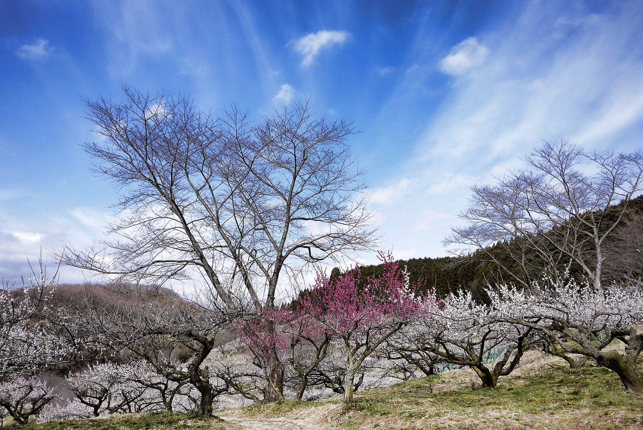 매화 사진