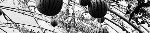 수박 고르는 방법: 수박 오래 보관하는 법