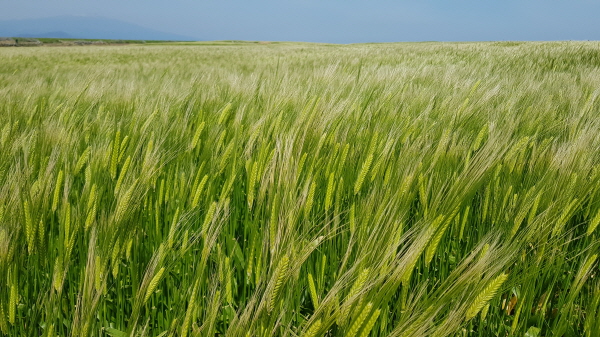 가파도 청보리 축제