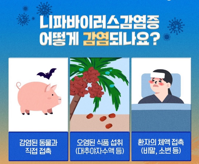 니파 바이러스 증상·치명률·여행 주의사항
