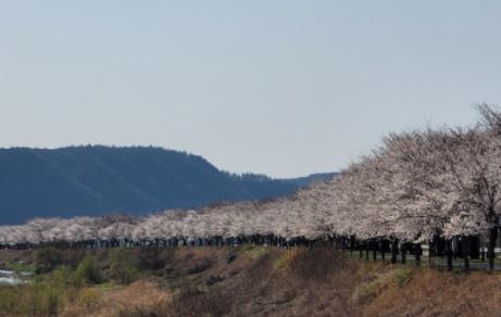 군위 벚꽃