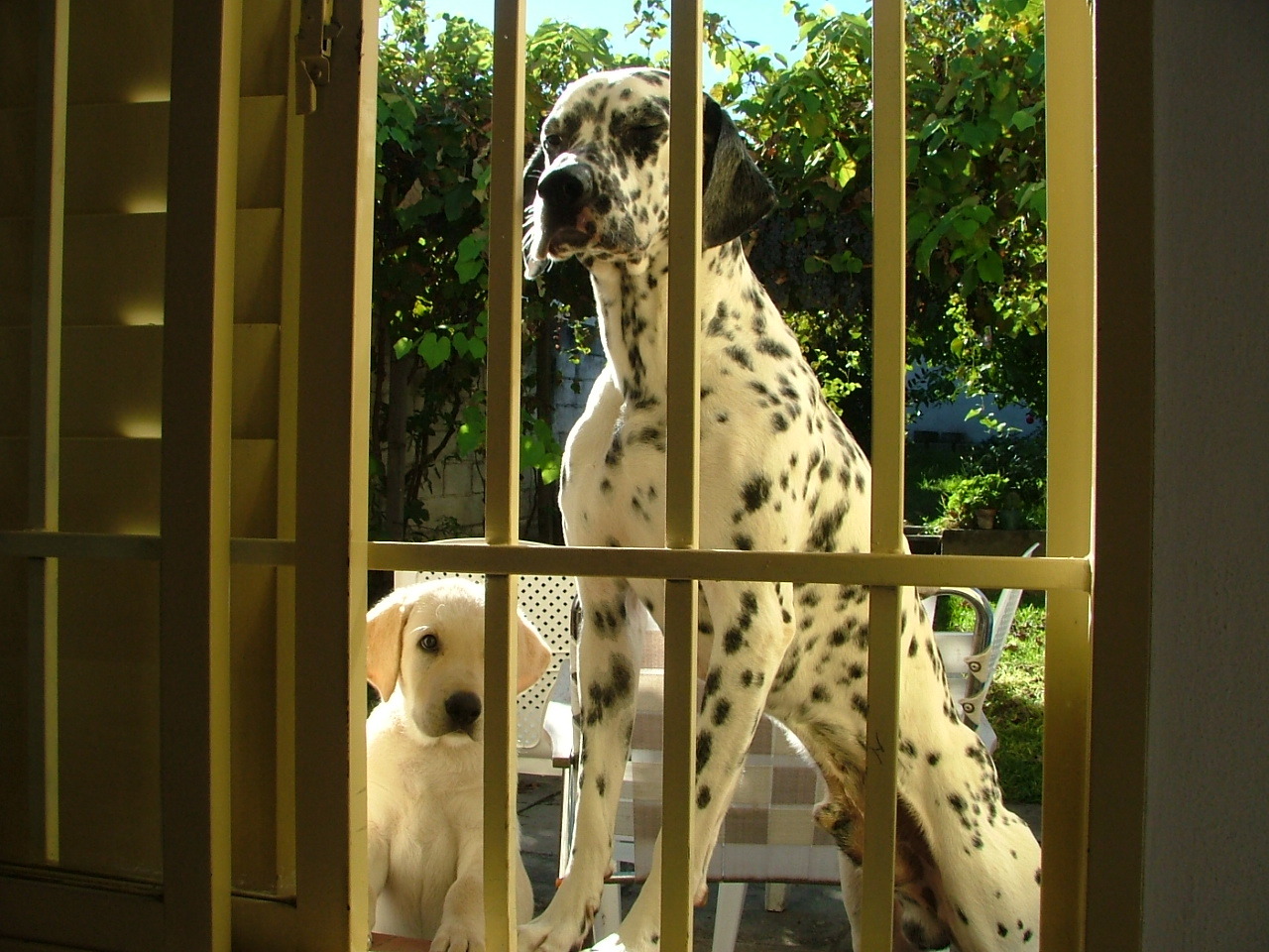 아파트 반려동물 민원 관련 사진