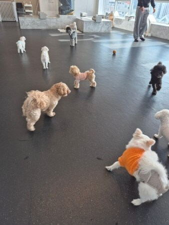 애견-카페에서-수십-마리의-애완견들이-자유롭게-뛰어다니며-놀고있는-모습