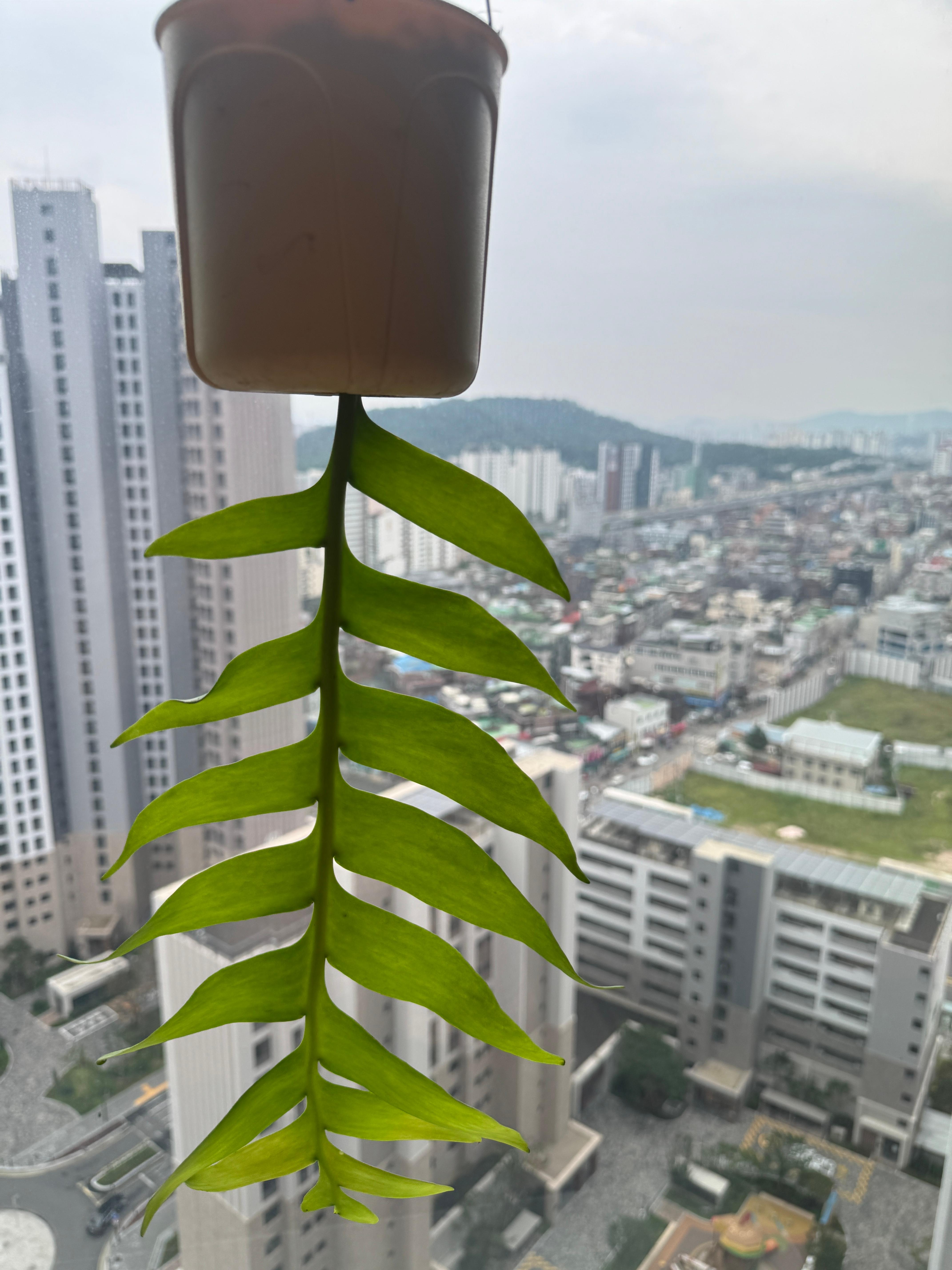 집에서 키우기 좋은 식물