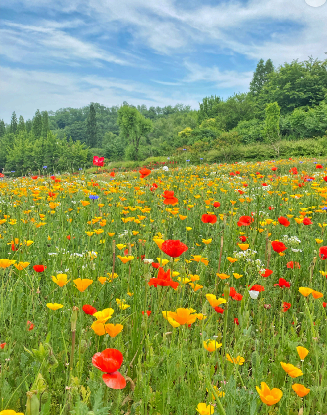 [충남 논산]사계절 내내 머물고 싶은 곳, 피나클랜드 수목원 이야기