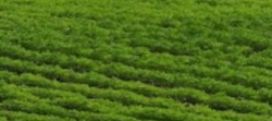 Tile 10