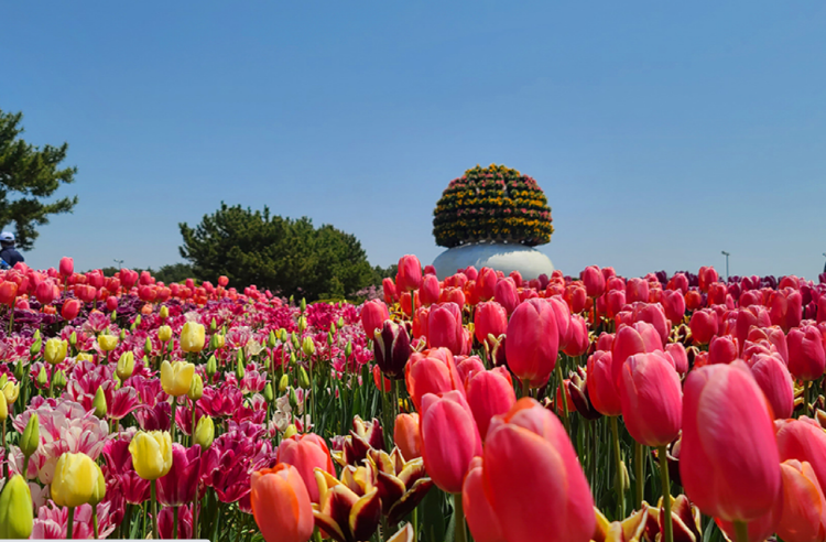 코리아플라워파크