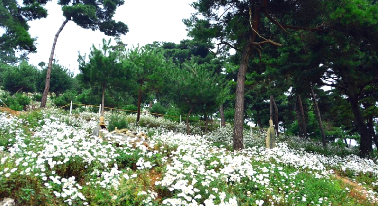 소나무와 구절초