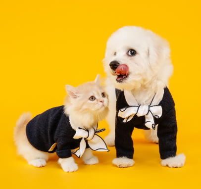 1인가구 펫보험 가이드