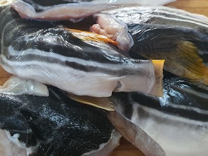 까치복어