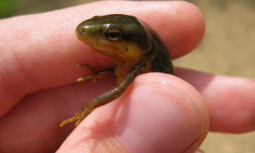 양서류와 어류, 실내 사육의 차이점