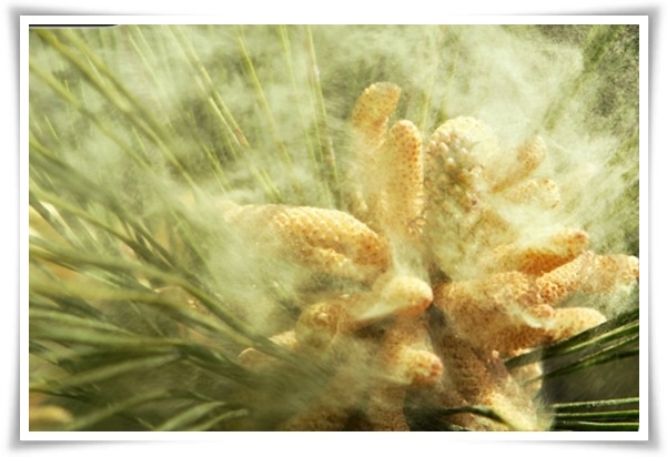 "송화가루, 송진가루" 솔솔 날아온 자연의 선물 노란 가루 효능과 알레르기 대처법!