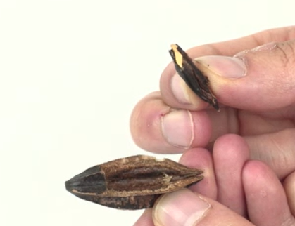 전립선 비대증에 좋은 사군자