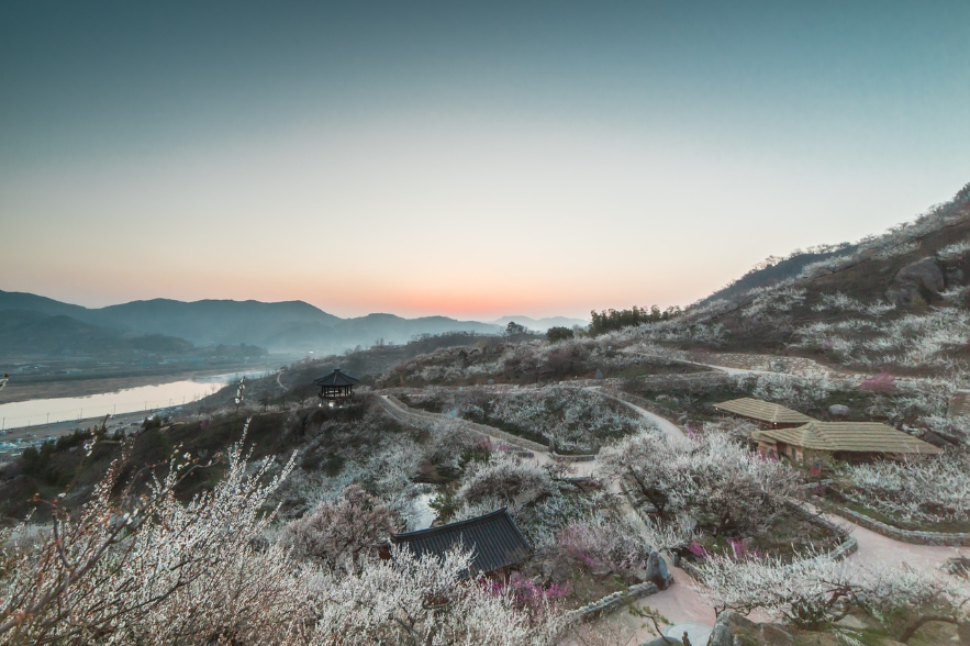 광양매화마을 일출