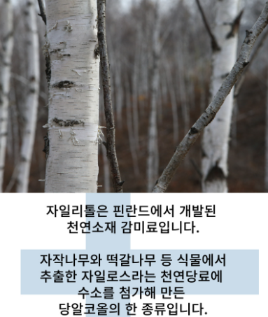 자일리톨 나무 및 설명