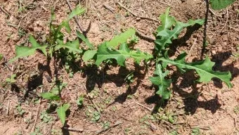 왕고들빼기 효능과 섭취시 주의사항 건강 정보_18