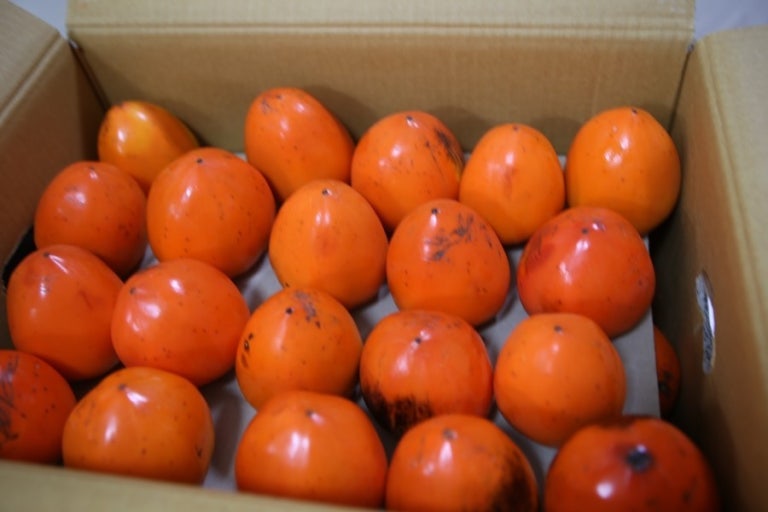 겨울철 대봉감 오래 두고 먹는 법|물러짐·곰팡이 없이 보관하는 꿀팁 관련 사진