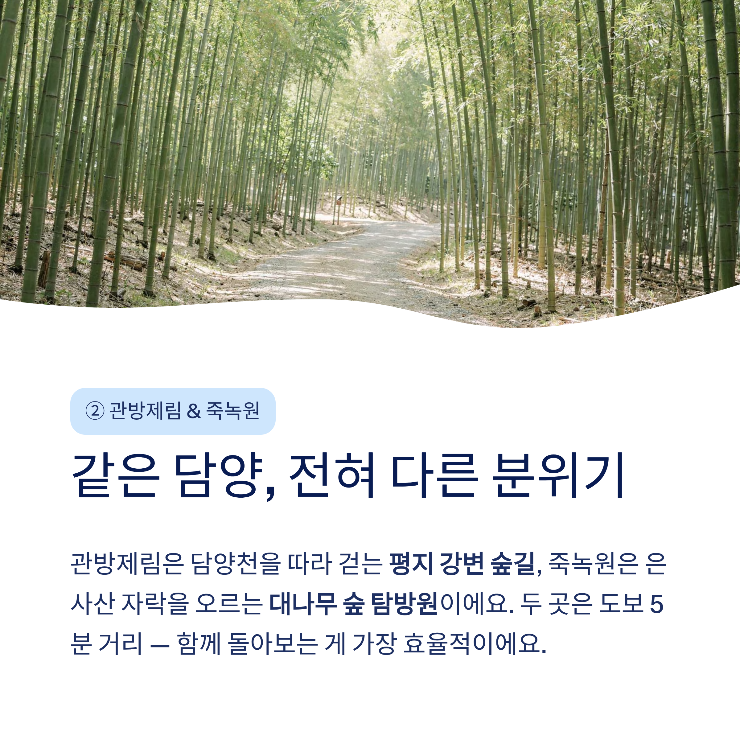 담양 메타세쿼이아길부터 추월산까지 &mdash; 걷기 명소 5선 완벽 가이드 2026