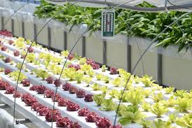 도시농업관리사 자격증 취득