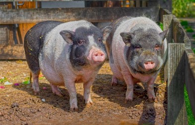 동물복지 차이점