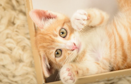 이쪽을 향하는 고양이.