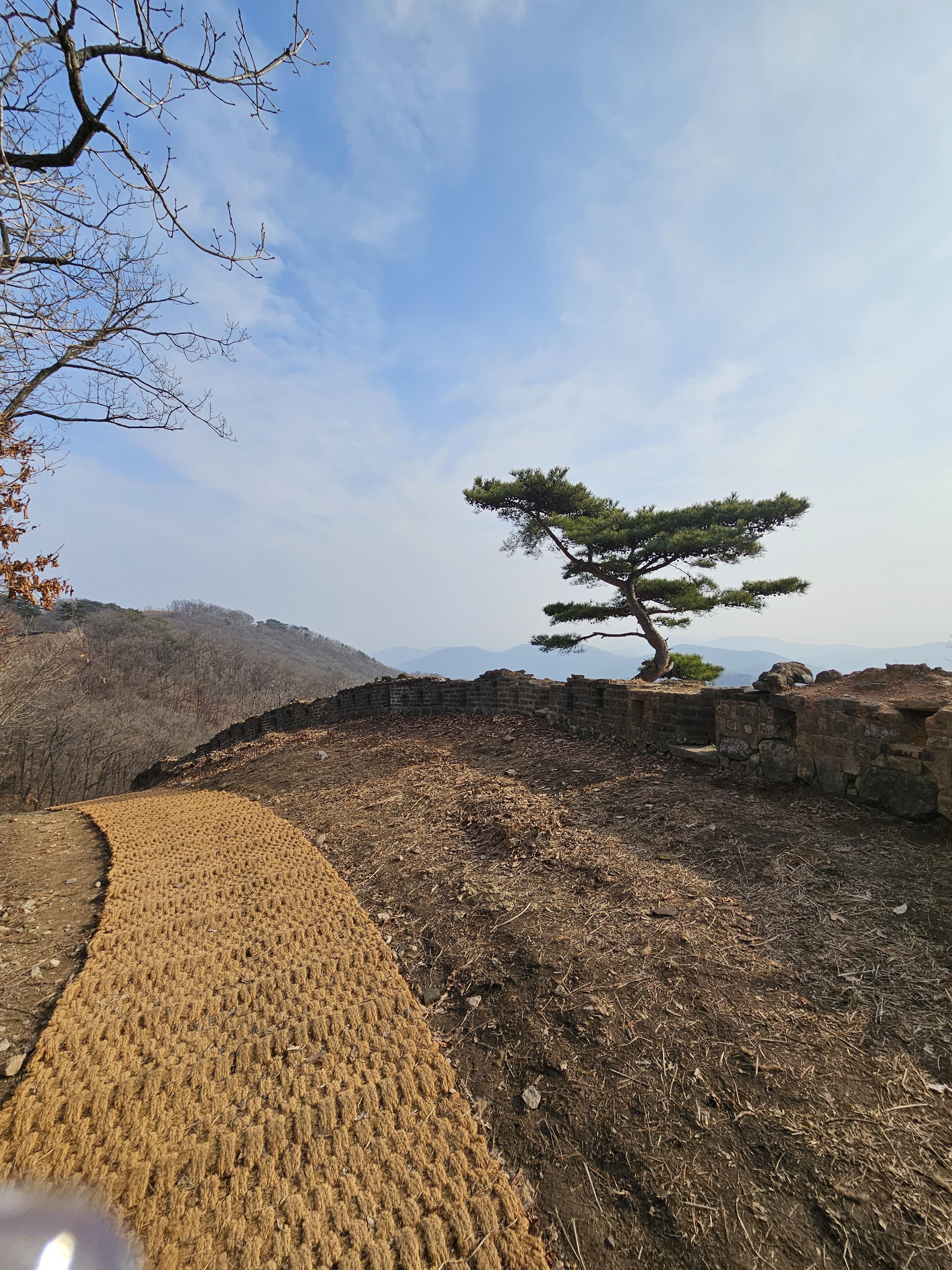 오늘막 길에 있는 성곽밖의 소나무