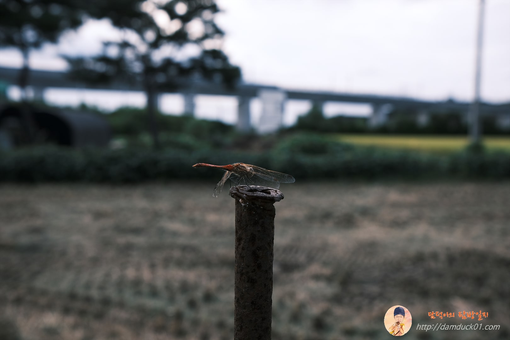 가을-잠자리-담덕이의탐방일지