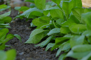 시금치 파종(심는)시기 효능, 데치기 방법