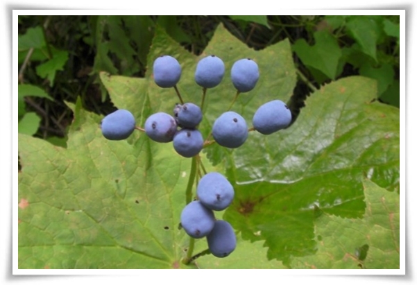 "산하엽" 비에 젖으면 투명해지는 숲 속의 보석 신기한 마법의 꽃!