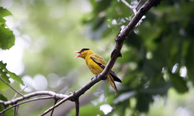 도시 소음과 자연 소음의 차이 – 환경 소음의 최종 결정