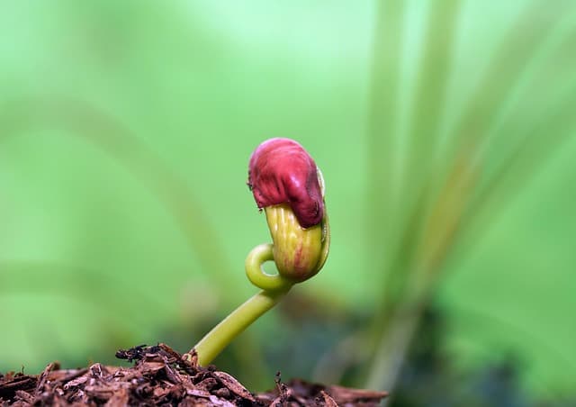 발아율 향상을 위한 종자 전처리(침지, 저온, 호르몬) 비교 분석