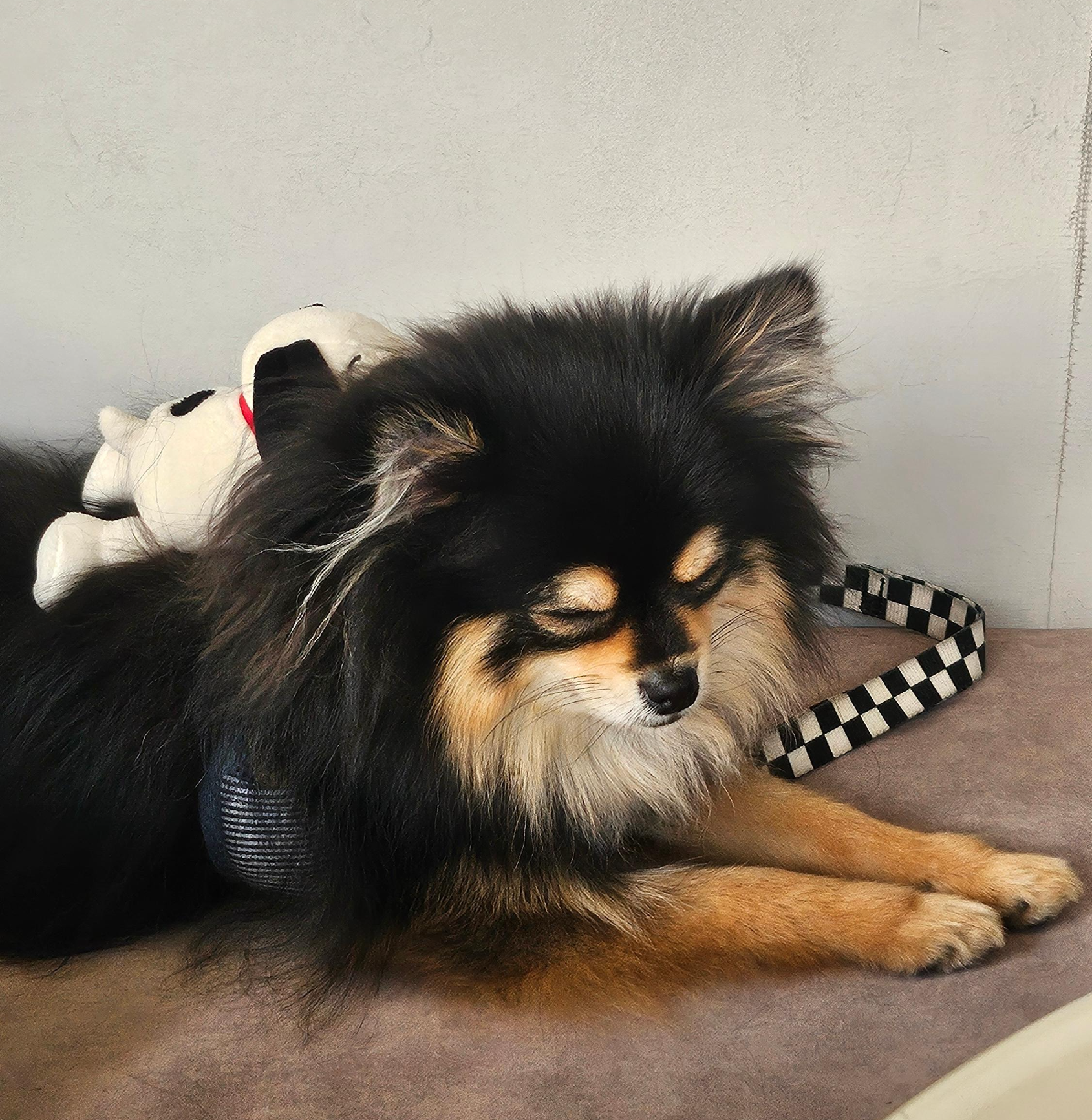 애견 카페에서 졸고 있는 달콩