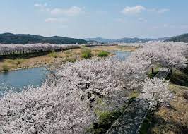 2024 보은 벚꽃길 축제 기본일정 및 프로그램 소개(조항조 박지현 홍지윤 박혜원 출연)