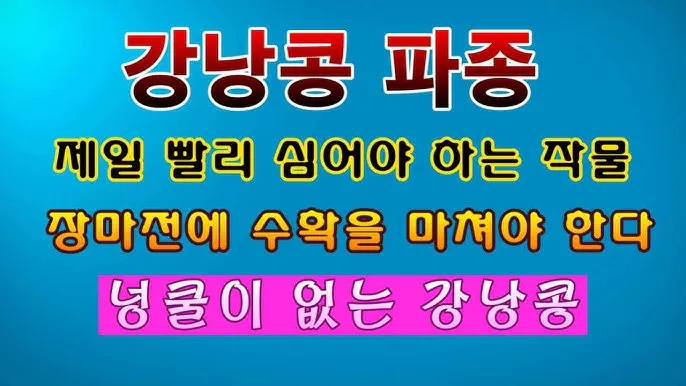 강낭콩 재배 파종 간격 잡초 억제 멀칭 요령_5