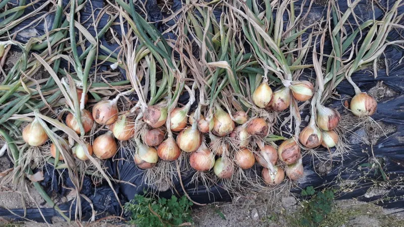 gg_양파 수확시기_15