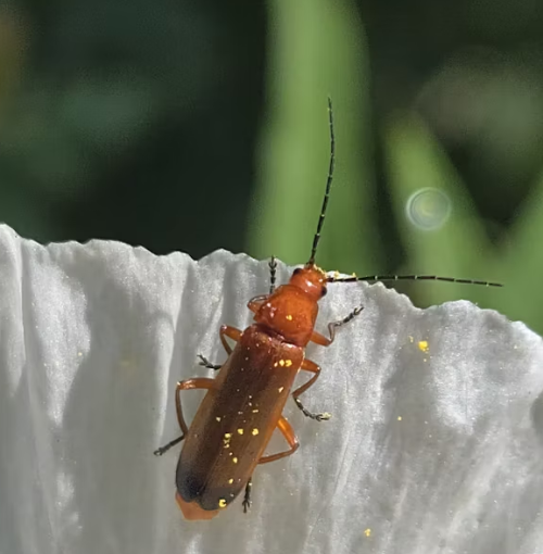 러브 버그 퇴치 방법 총정리 2025