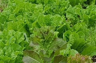 5월에 심어먹는 농작물-상추