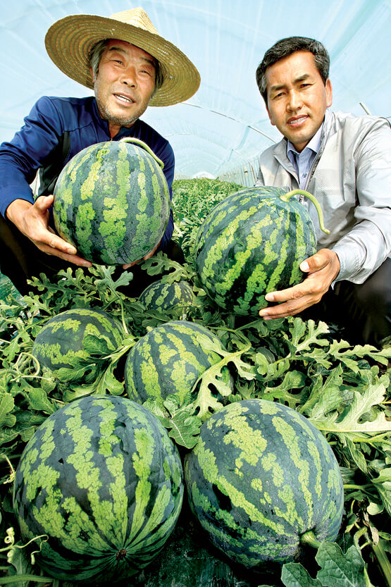 2025 함안 수박 축제 일정 프로그램 장소