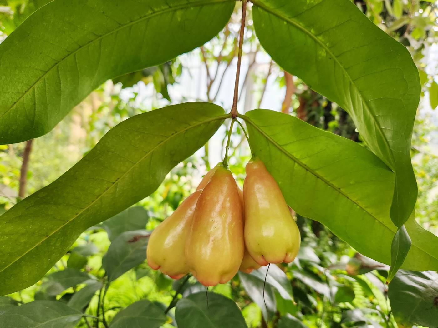 말레이애플 Malay Apple