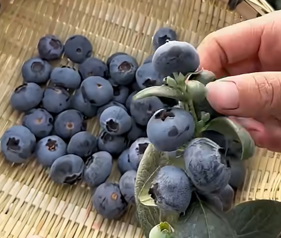 블루베리 효능 부작용