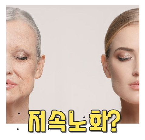 저속노화식단