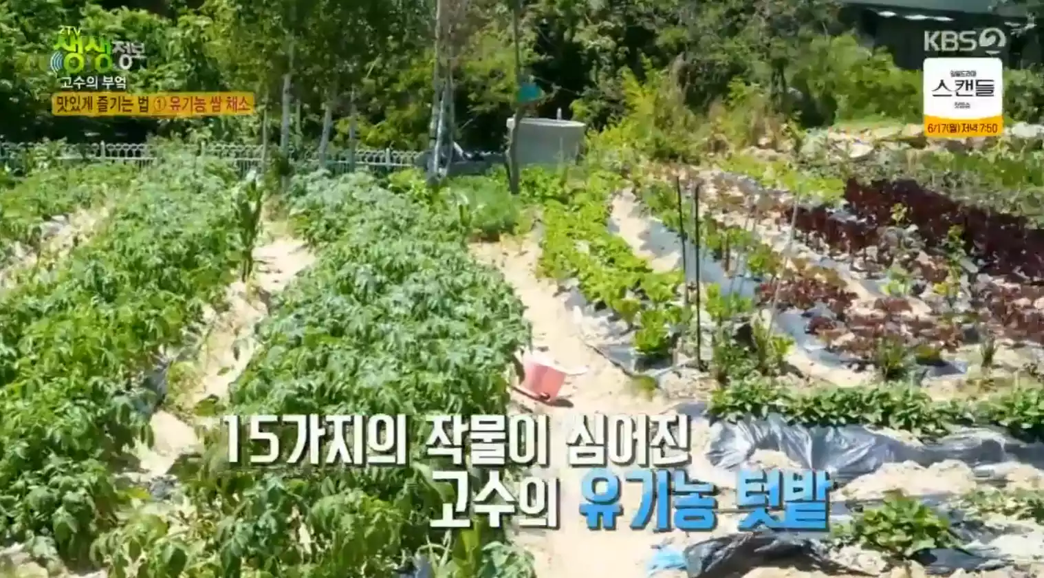 유기농 텃밭