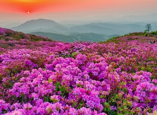 황매산철쭉축제