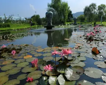 양평 세미원 연꽃축제_16