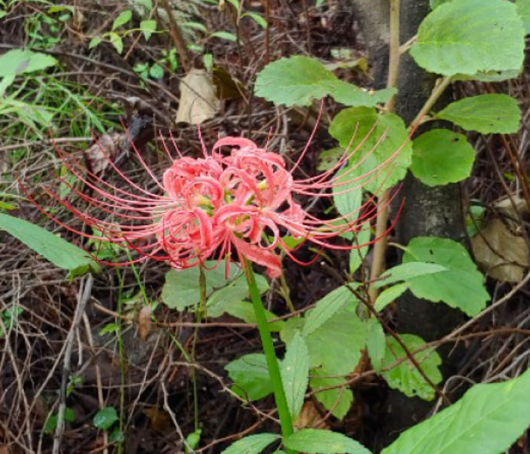 화담숲 예약하기