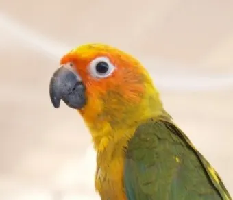 앵무새 분양 가격 키우기 분양 수명 먹이 성격 종류_23