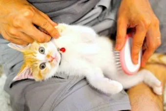 &amp;quot;고양이