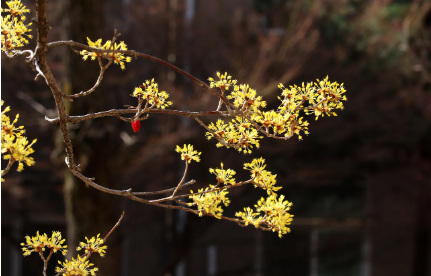 구례 산수유축제기간·일정·주차