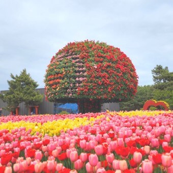 태안 코리아플라워파크