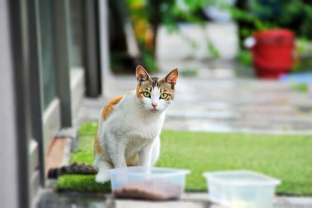 천안 길고양이 학대